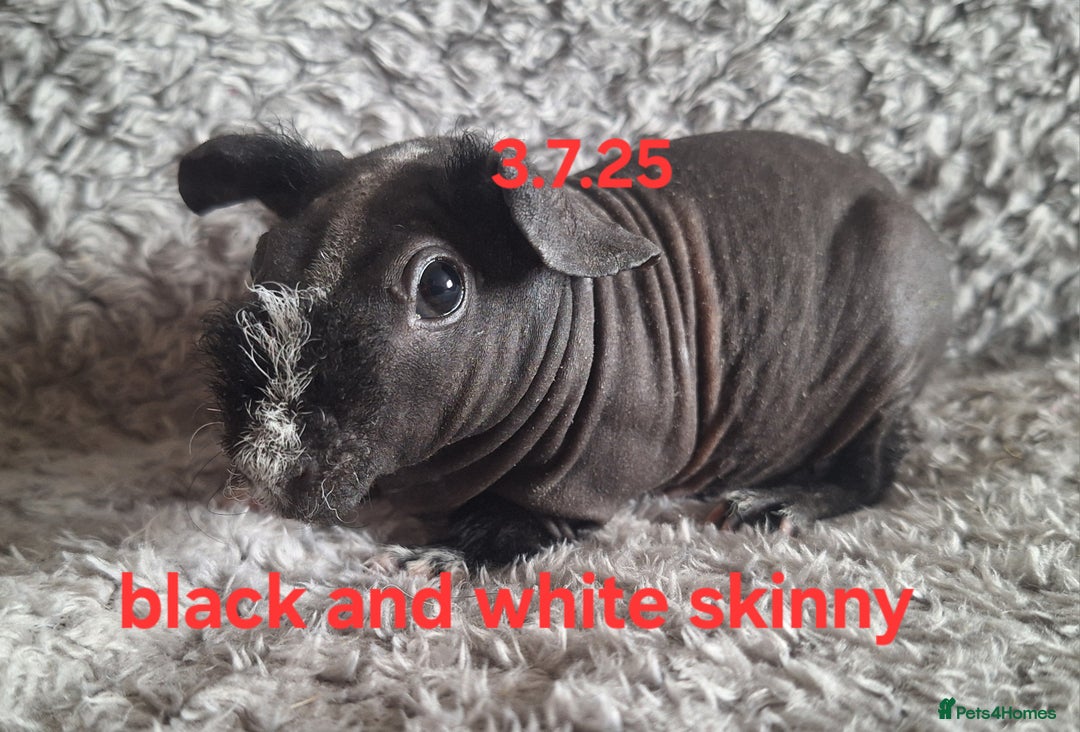 Guinea Pig rodents for sale: Skinny/werewolf sow babies  - Image 4