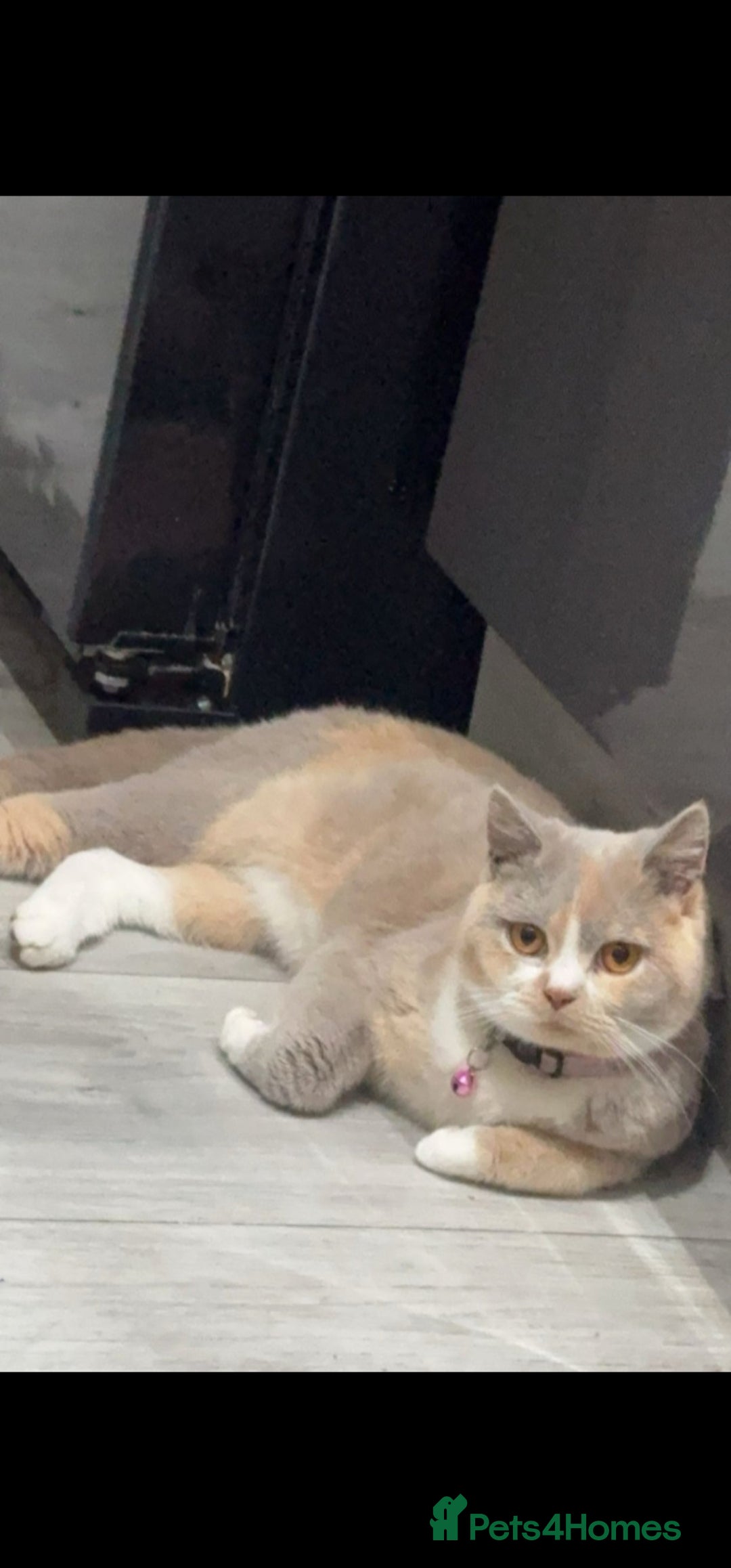 British Shorthair cats TICA REGISTERED BRITISH SHORTHAIR! FOR SALE! - Advert 2