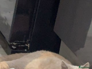 British Shorthair cats TICA REGISTERED BRITISH SHORTHAIR! FOR SALE! - Advert 2