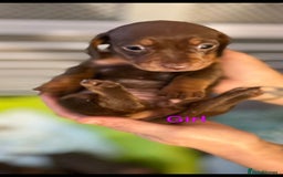 Miniature Dachshund dogs for sale: Minature smooth haired Dachshunds - Image 11
