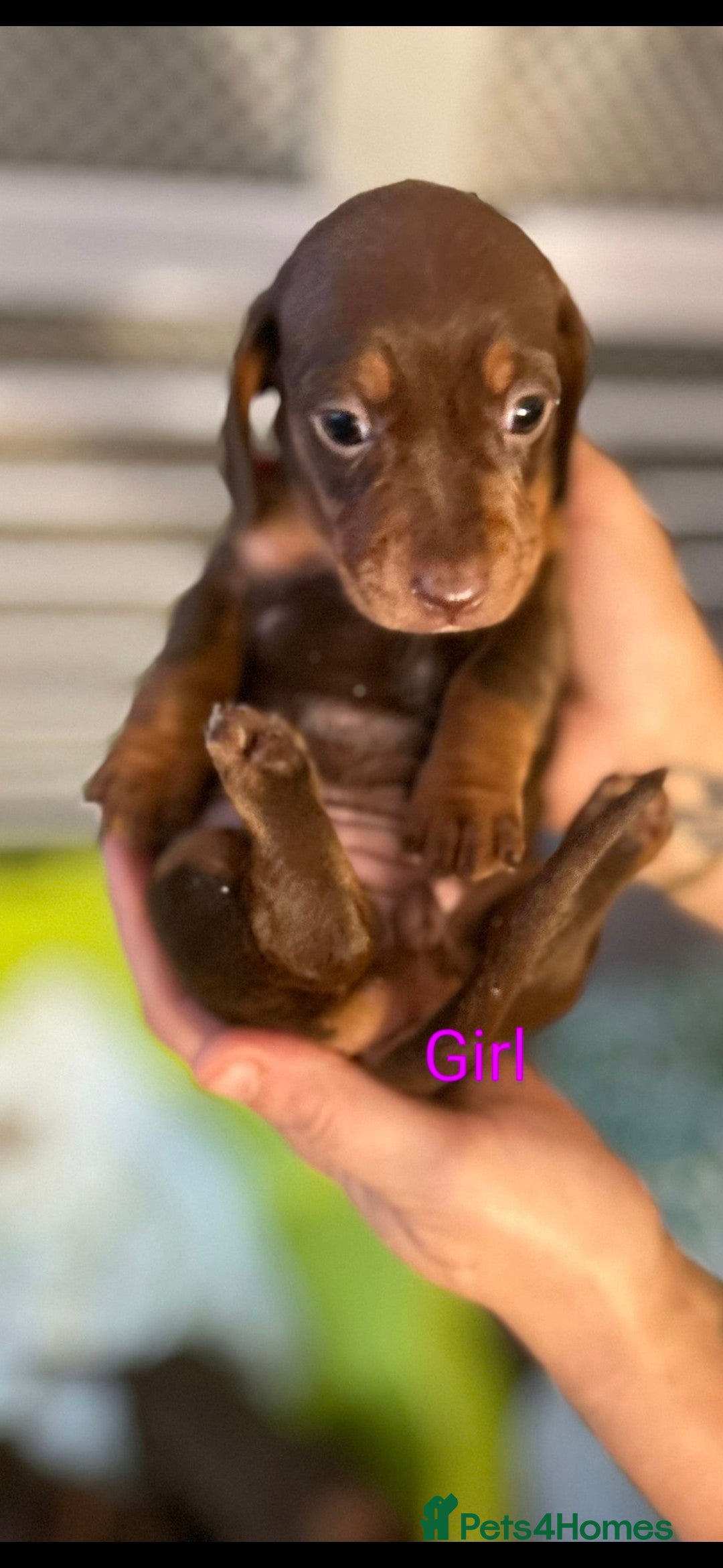 Miniature Dachshund dogs for sale: Minature smooth haired Dachshunds - Image 11