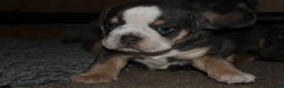 Olde English Bulldogge dogs for sale: Olde English bulldog puppies  - Advert 20