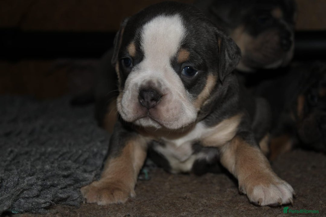 Olde English Bulldogge dogs for sale: Olde English bulldog puppies  - Advert 20