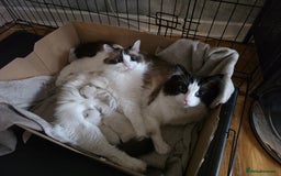 Ragdoll cats for sale: Pure Ragdoll Kittens  - Image 9