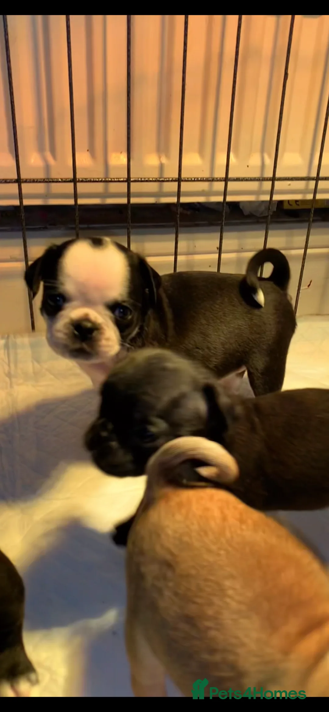 Pug dogs for sale: Panda pug  - Advert 2