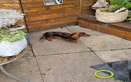 Miniature Dachshund dogs for stud: FLUFFY MINI DACHSHUND FOR STUD - Image 8