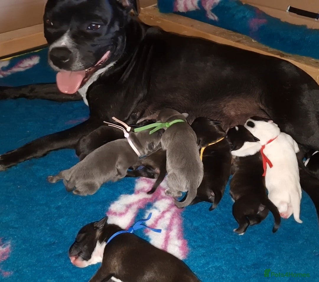 Staffordshire Bull Terrier dogs for sale: Are You Ready To Meet Your New Bestfriend? 🐾 - Image 10