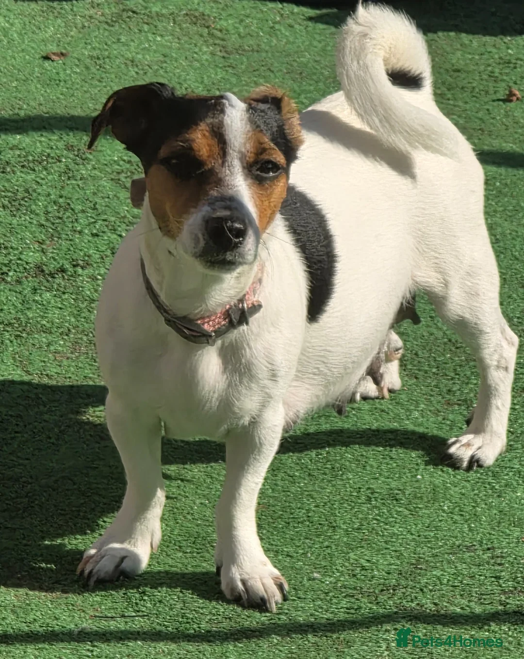 Jack Russell dogs for sale: 4 jack russell puppies in Newcastle upon Tyne - Advert 2