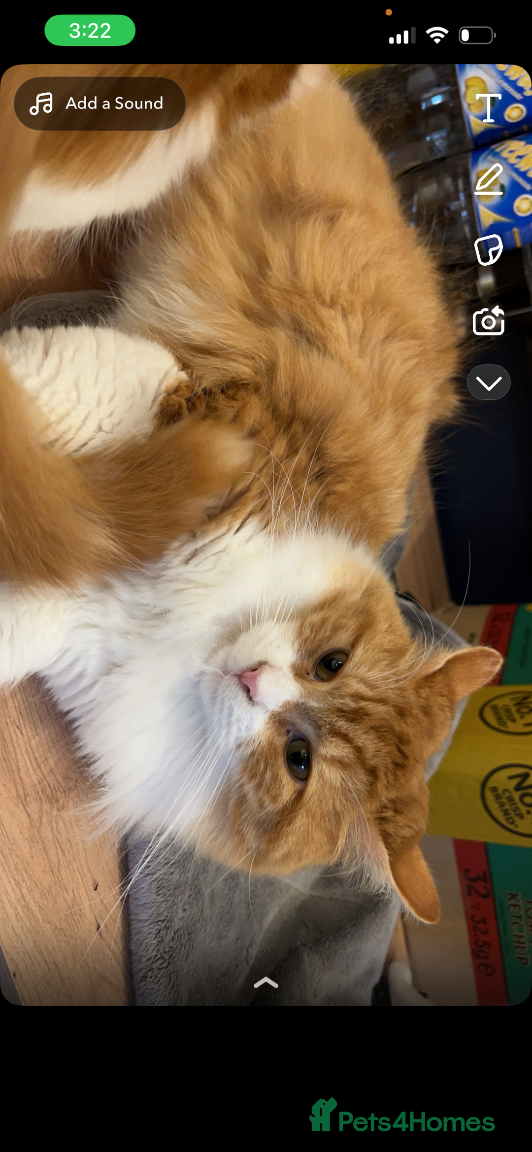 British Longhair cats for sale: Nobby - Advert 3