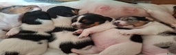 Jack Russell dogs for sale: Quality pure bred  Jack Russel babies  - Advert 3