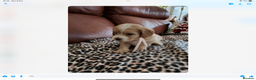 Mixed Breed dogs for sale: COCKALIERPOOS - Advert 10