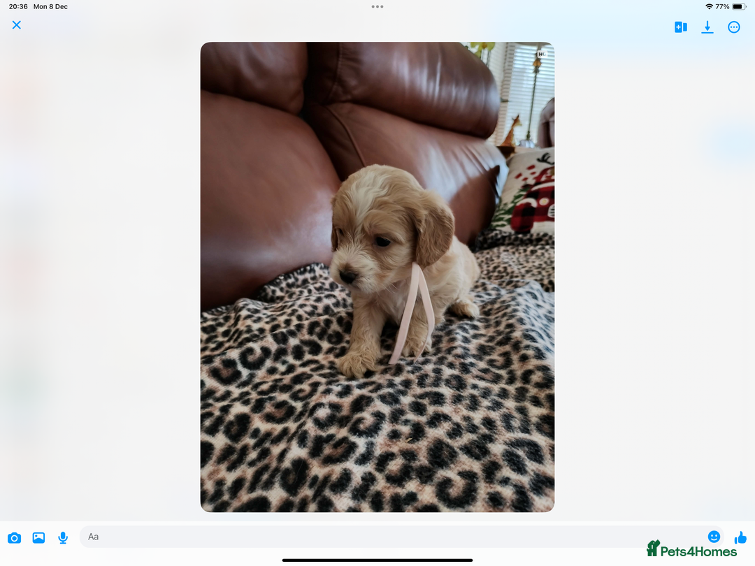 Mixed Breed dogs for sale: COCKALIERPOOS - Advert 10