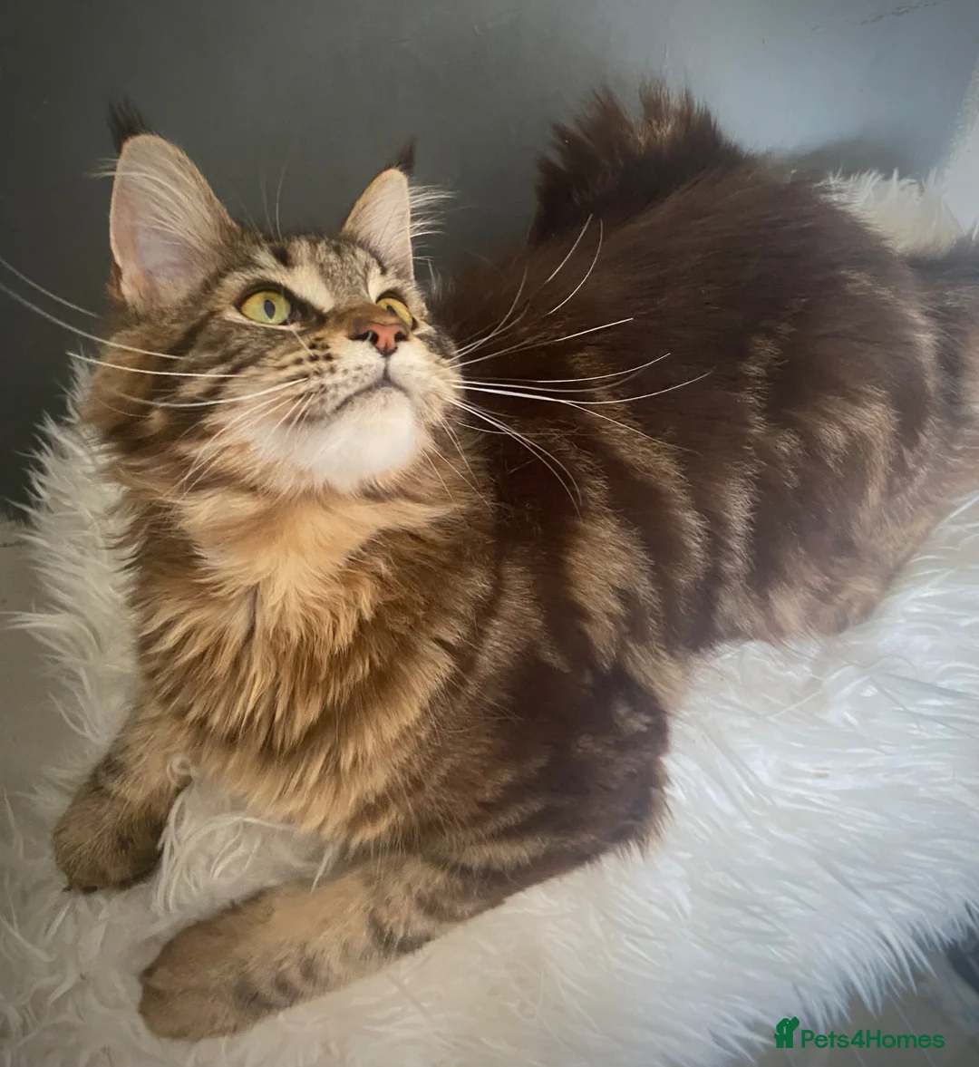 Maine Coon cats for sale: Maine Coon TICA Active 7 month female  - Advert 5