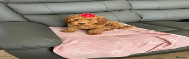 Cockapoo 1