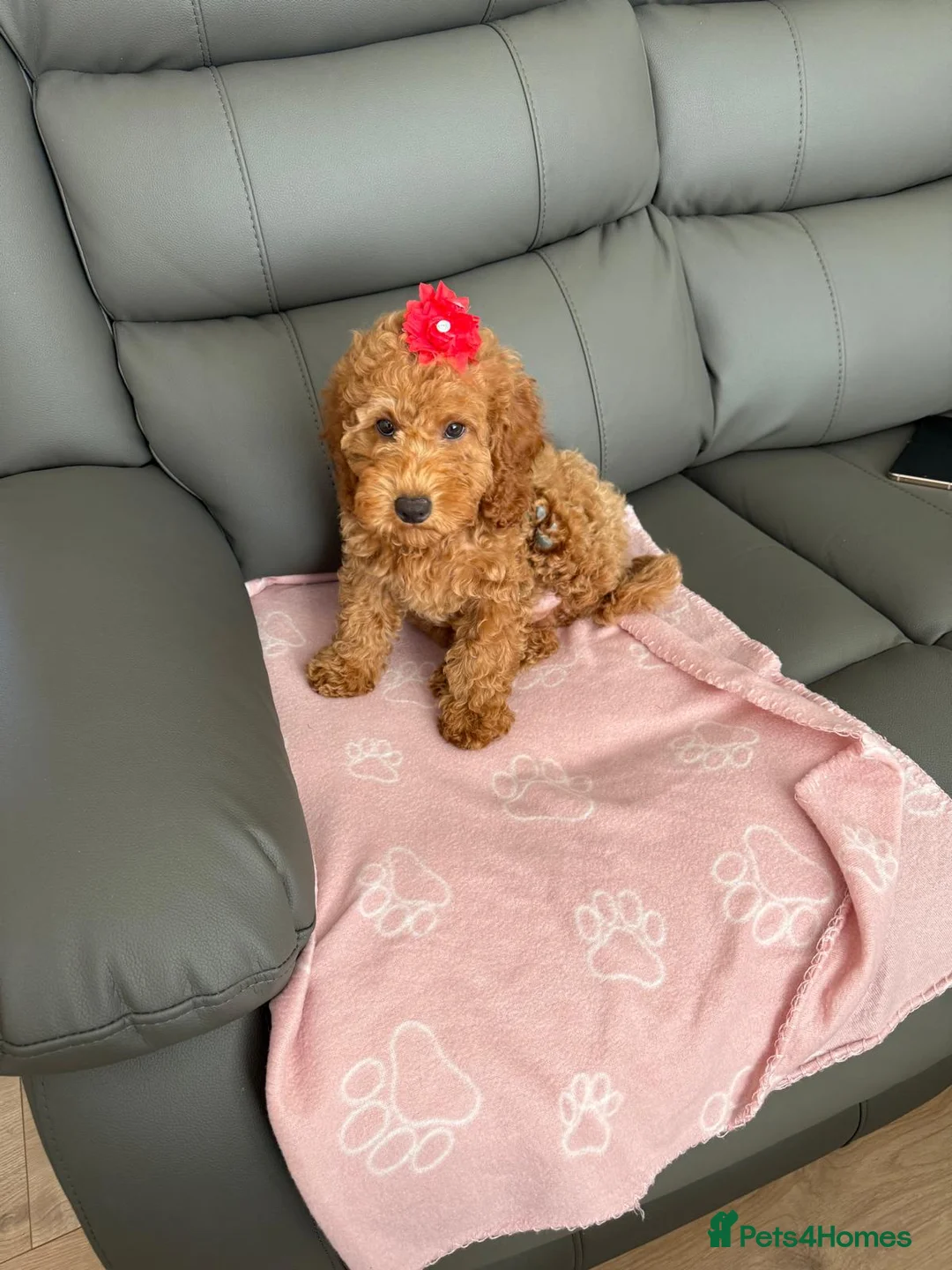 Cockapoo dogs for sale: Cockapoo puppy - Advert 2