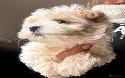 Maltipoo dogs for sale: F1 maltipoo - Image 6