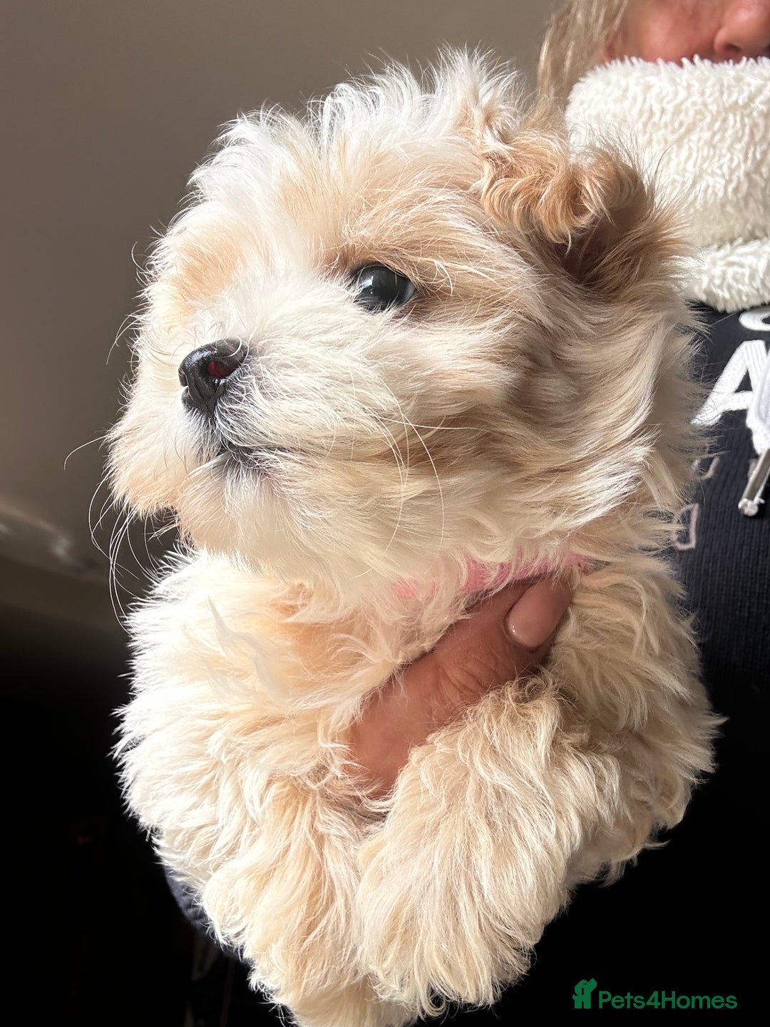 Maltipoo dogs for sale: F1 maltipoo - Image 6