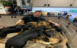 German Shepherd dogs for sale: REX - German Shepherd Boy - 15 months old  - Image 8