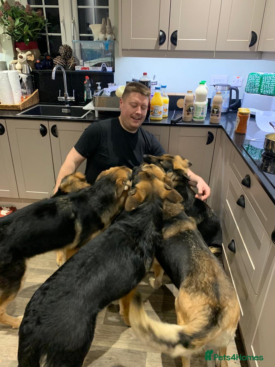 German Shepherd dogs for sale: REX - German Shepherd Boy - 15 months old  - Image 8