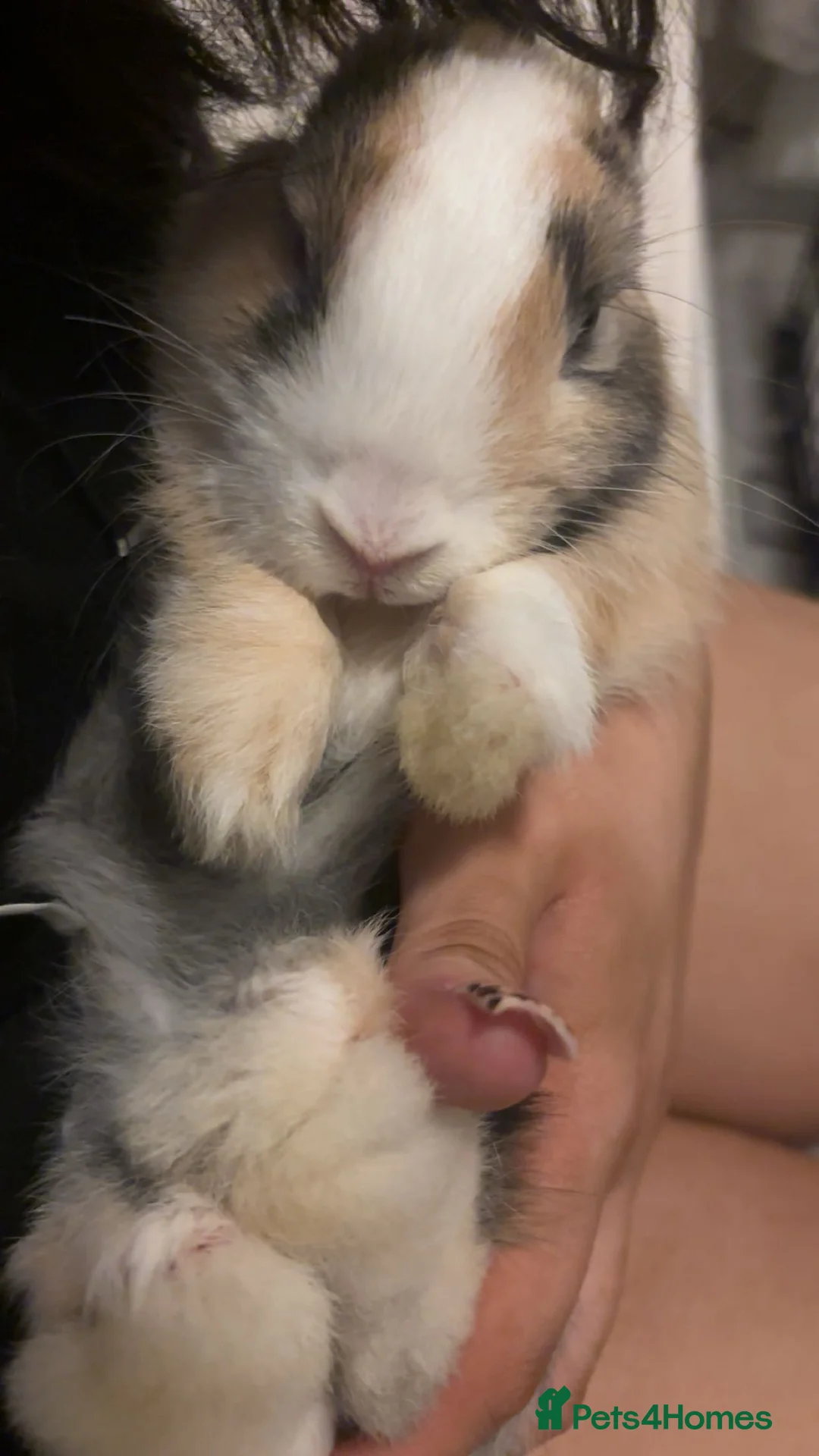 Mini Lion Lop rabbits for sale: Lion main mini lop rabbits  - Advert 2
