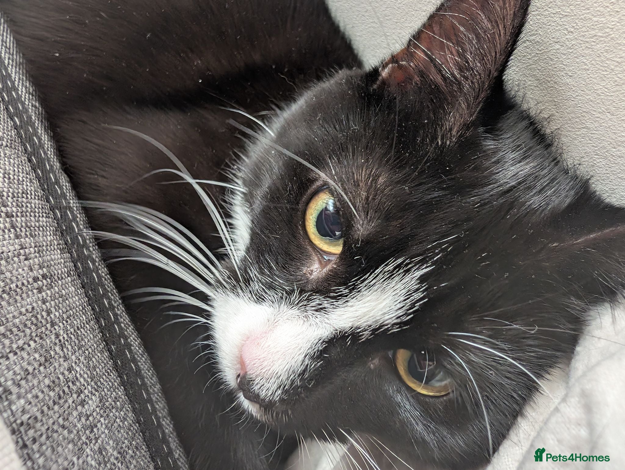 Mixed Breed cats Sweetest Tuxedo Boy - Advert 1