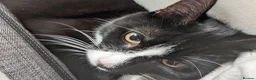 Mixed Breed cats for sale: Sweetest Tuxedo Boy - Advert 1