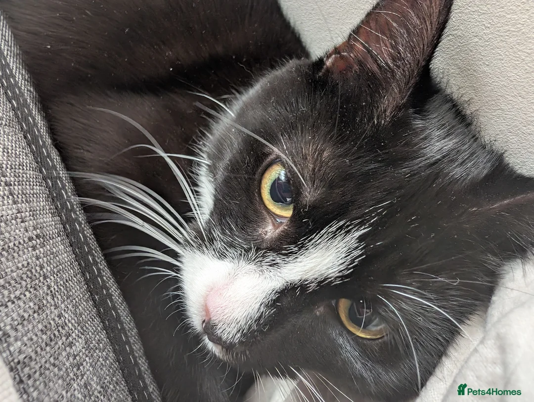 Mixed Breed cats for sale: Sweetest Tuxedo Boy - Advert 1