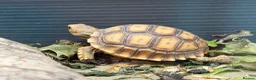 Tortoise reptiles for sale: Stunning Sulcata Tortoises for Sale – 8 Months Old - Advert 5