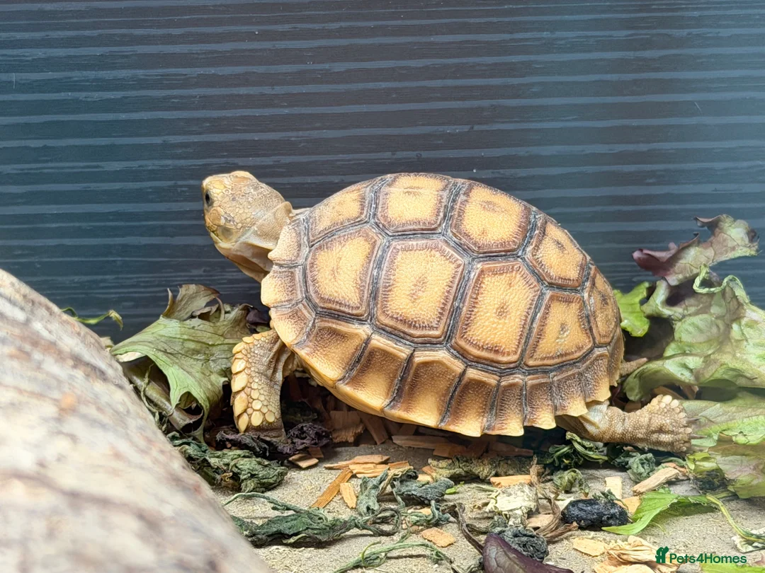 Tortoise reptiles for sale: Stunning Sulcata Tortoises for Sale – 8 Months Old - Advert 5