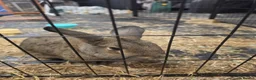 Mixed Breed rabbits for sale: 2 adult bunnies  in Coventry - Advert 4