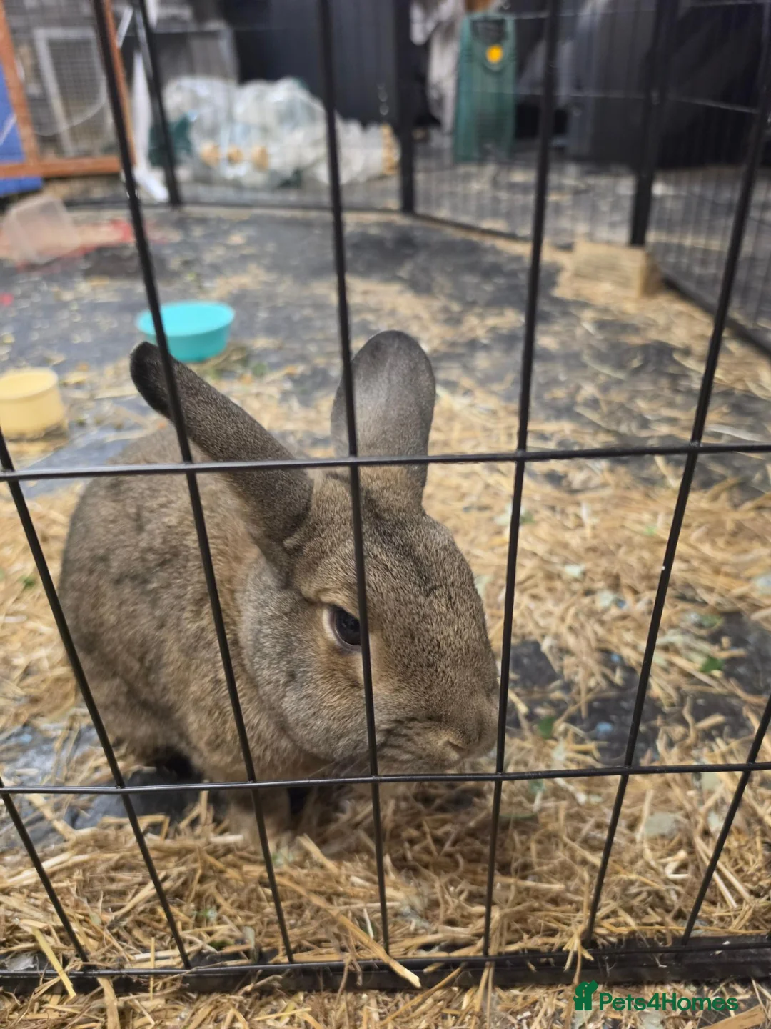 Mixed Breed rabbits for sale: 2 adult bunnies  in Coventry - Advert 4