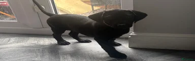 Labrador Retriever 2