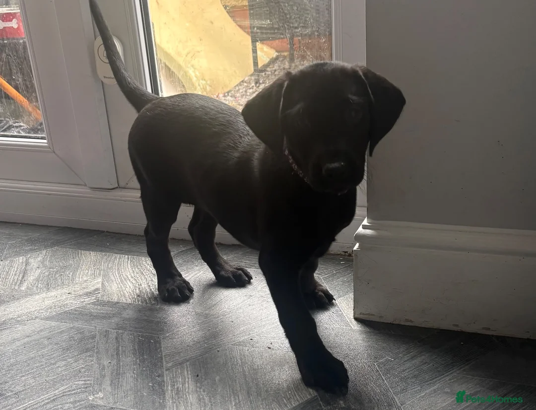 Labrador Retriever dogs for sale: READY FOR THEIR FOREVER HOMES EXCELLENT KC LABS - Advert 8