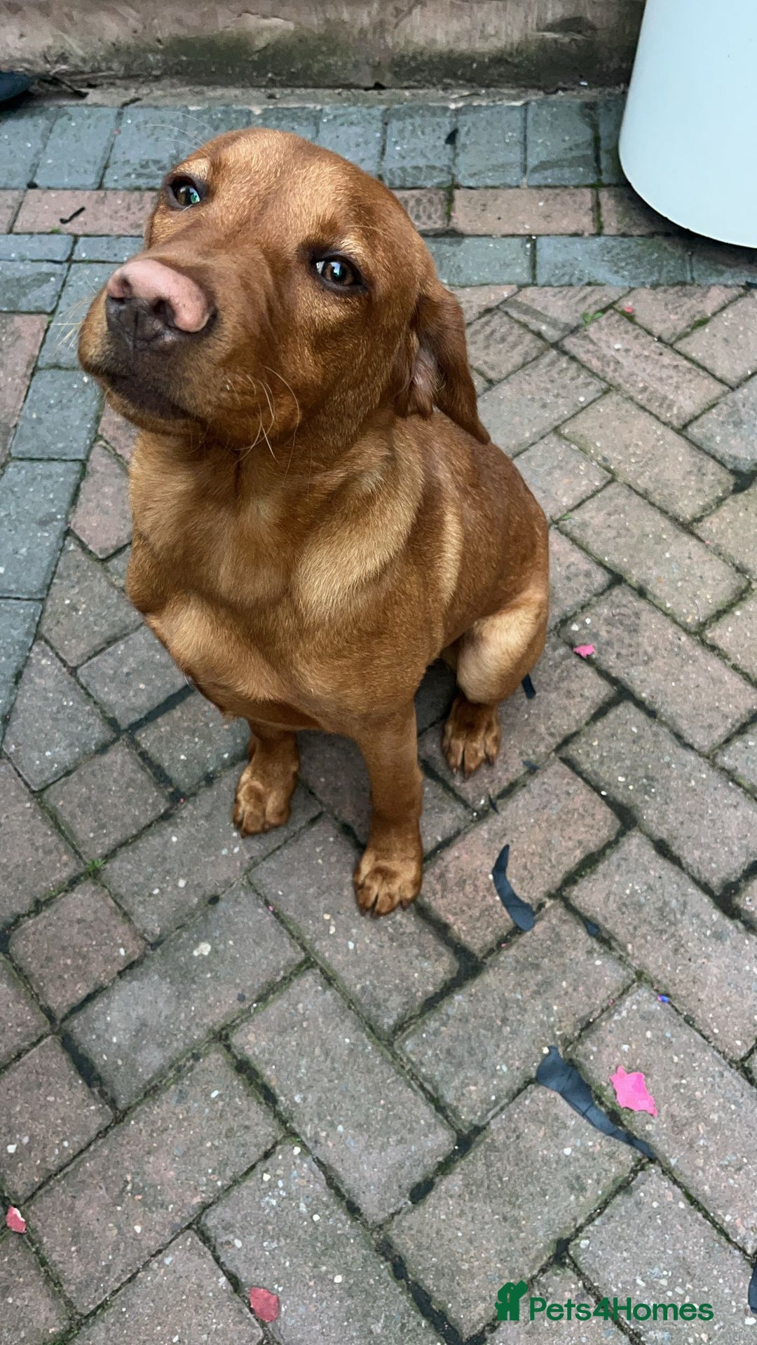 Labrador Retriever dogs for sale: Red fox golden retriever - Image 4