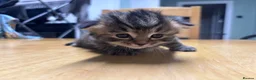 Mixed Breed cats for sale: Kitten for sale  - Advert 3