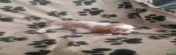 Cavalier King Charles Spaniel dogs for sale: Cavalier King Charles Spaniel Puppies  - Advert 4