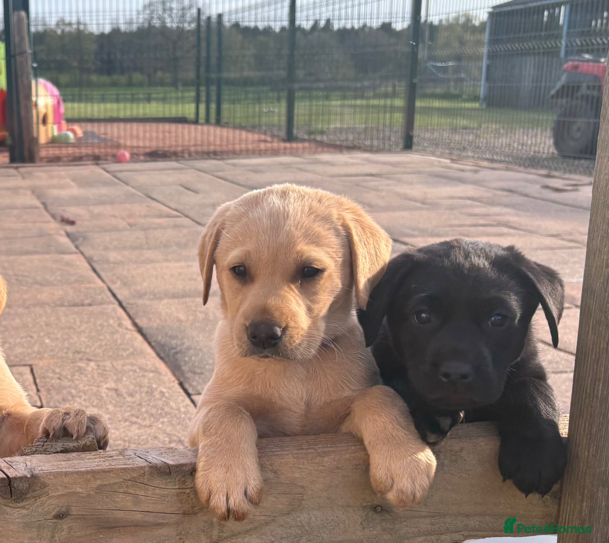 Labrador Retriever dogs Gorgeous Black and Yellow KC Labs - Advert 1