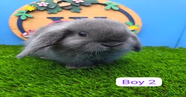 Mini Lop rabbits - Advert 1