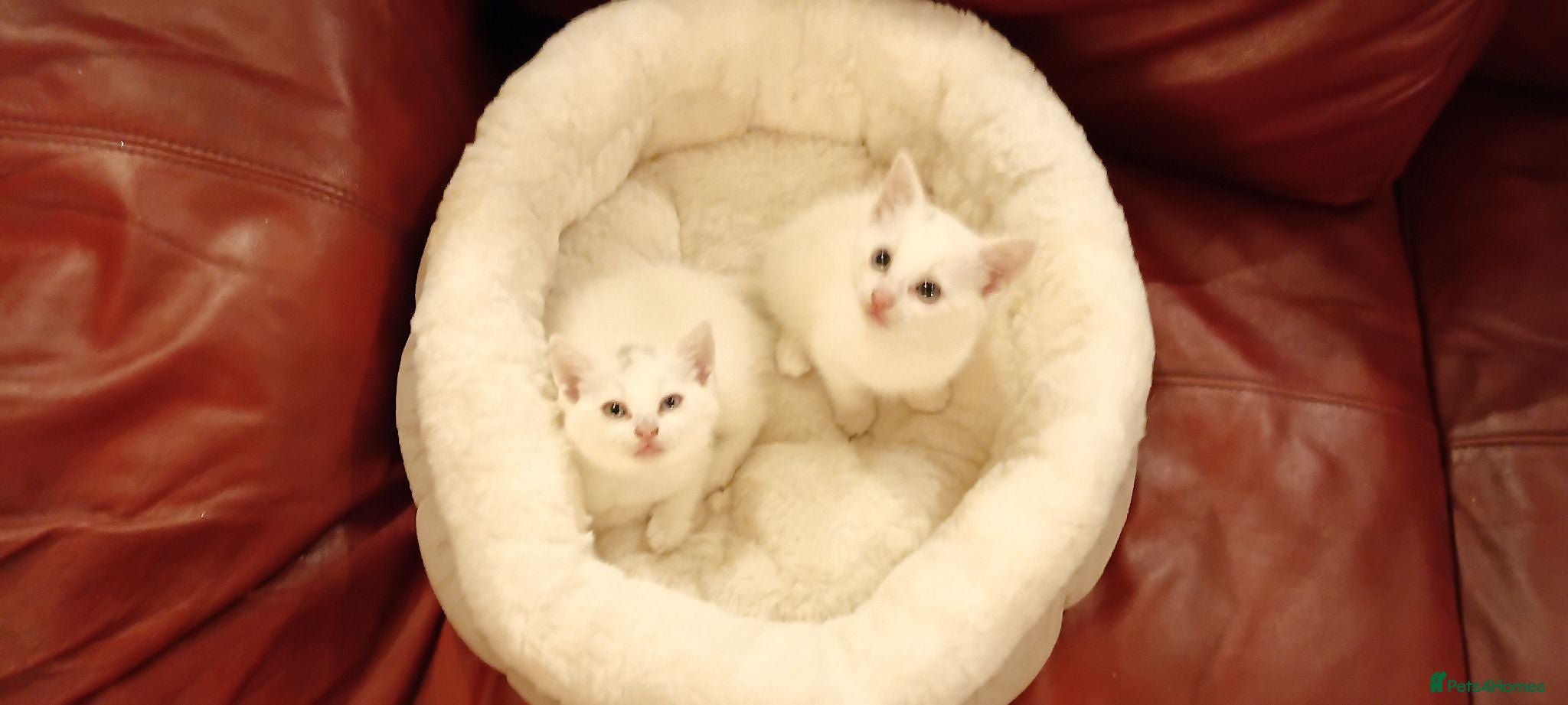 Mixed Breed cats 2 sweet snowballs  - Advert 2
