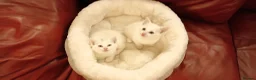 Mixed Breed cats for sale: 2 sweet snowballs  - Advert 2