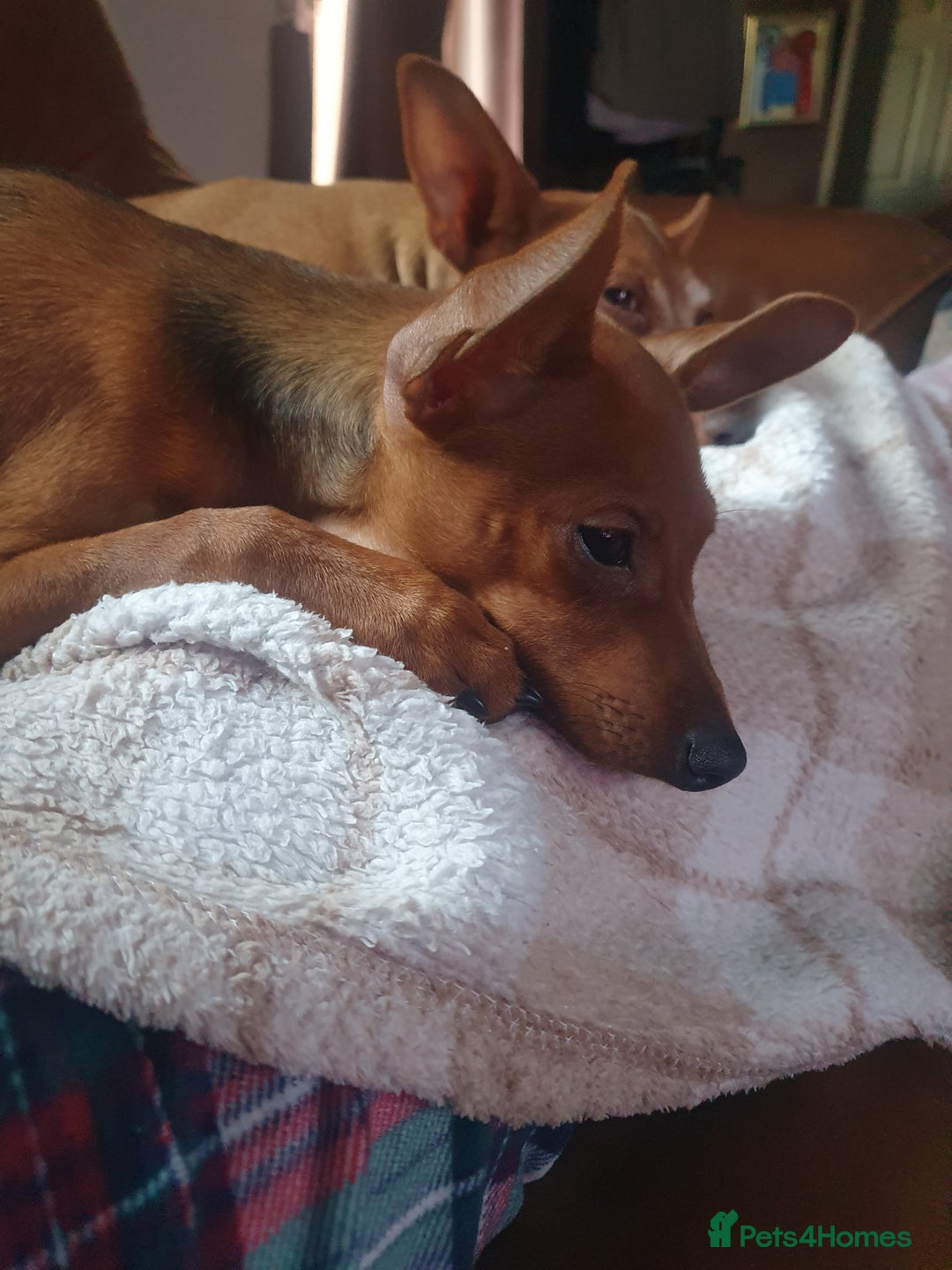 Miniature Pinscher dogs for sale: Miniature pinscher stag red boy  - Advert 7