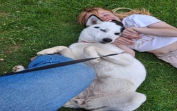 Mixed Breed dogs for sale: Dalsky looking for forever home - Image 7