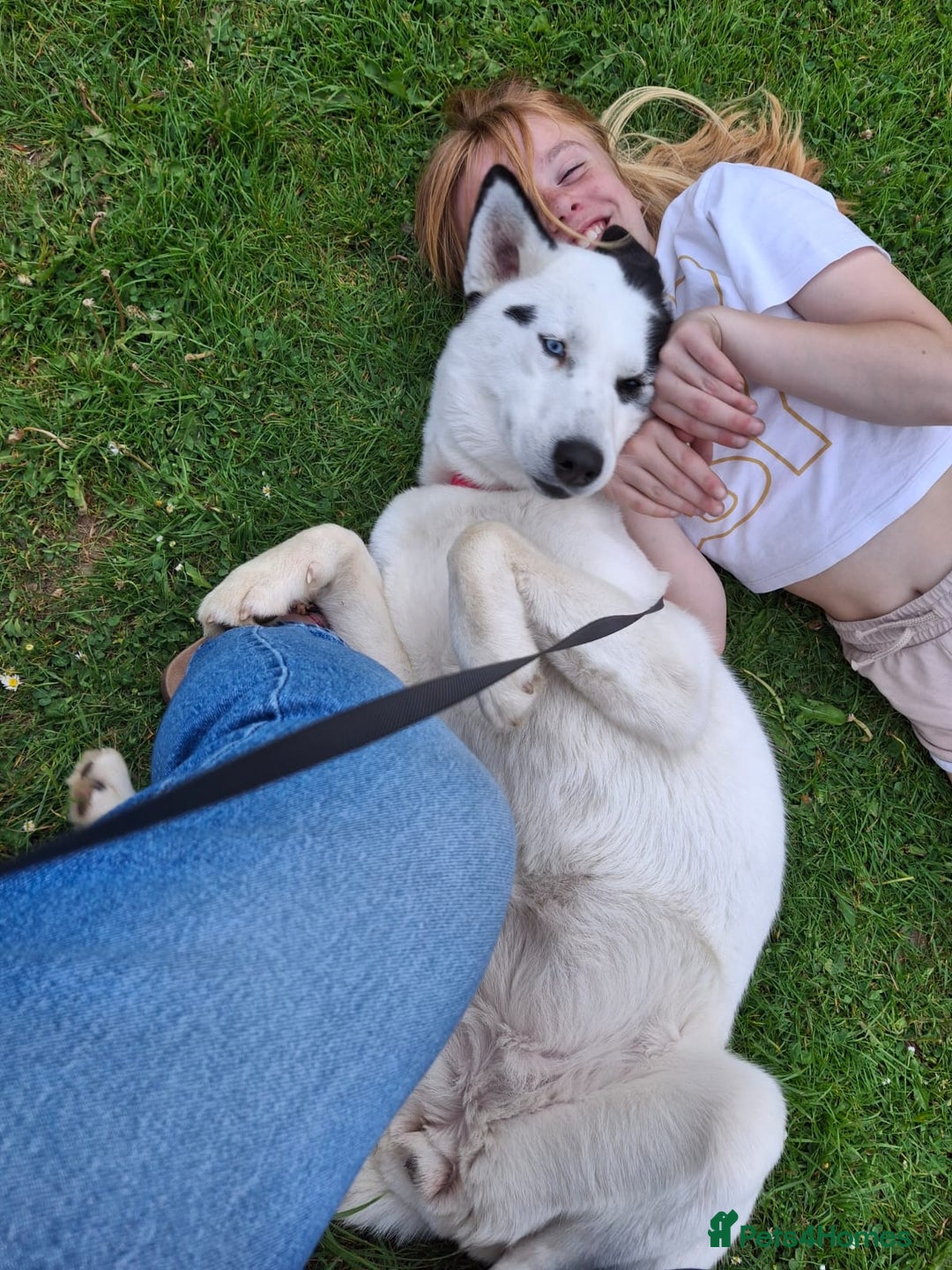 Mixed Breed dogs for sale: Dalsky looking for forever home - Image 7