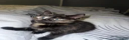 Siamese cats for sale: Ready to leave. siamese tortie cross - Advert 4