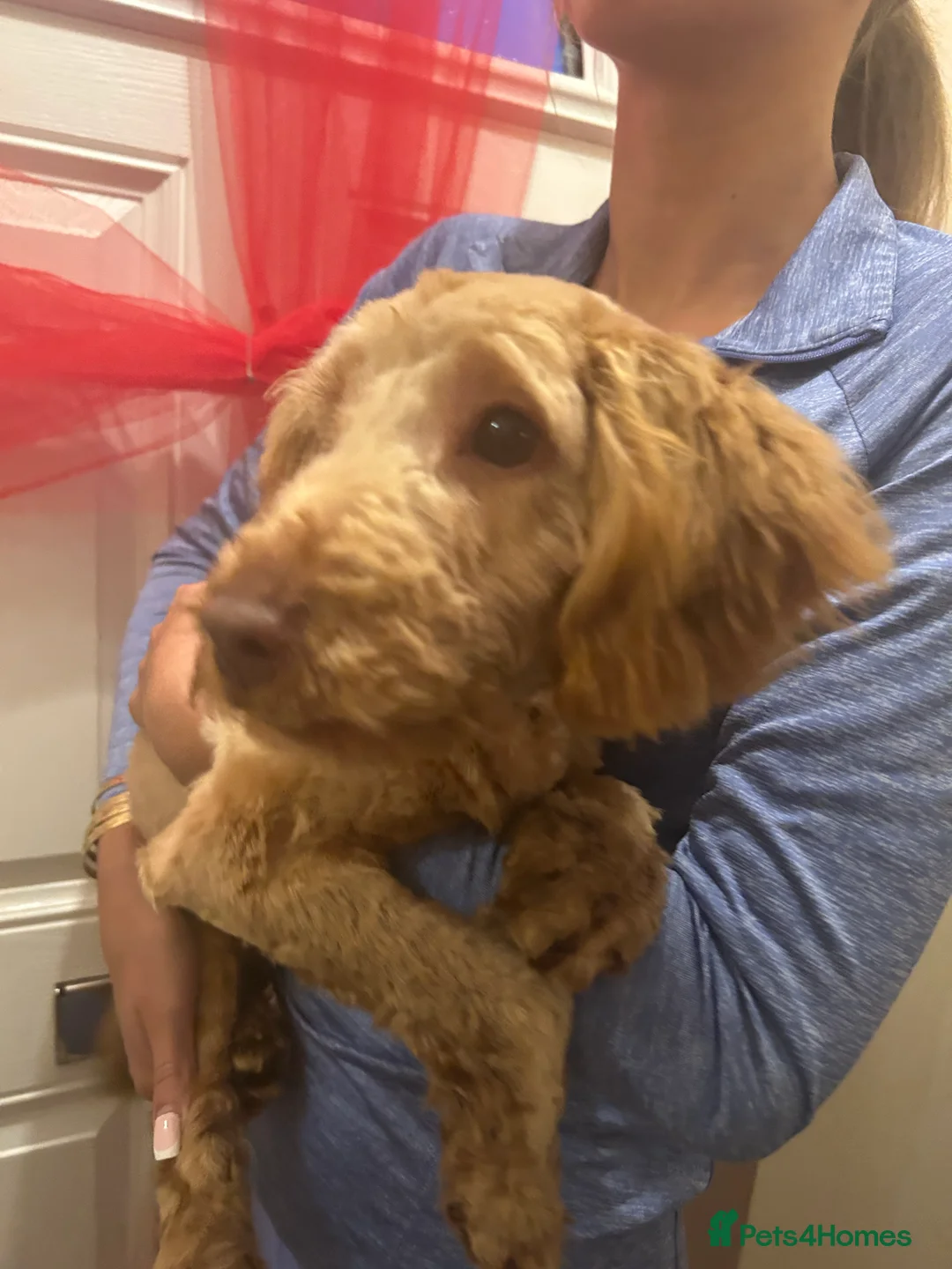 Cockapoo dogs for sale: Cockapoo - Advert 1