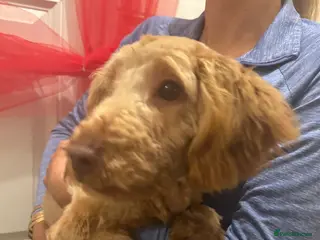 Cockapoo dogs Cockapoo - Advert 1