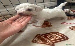 Bichon Frise dogs for sale: Bichon Frise puppies   - Image 12