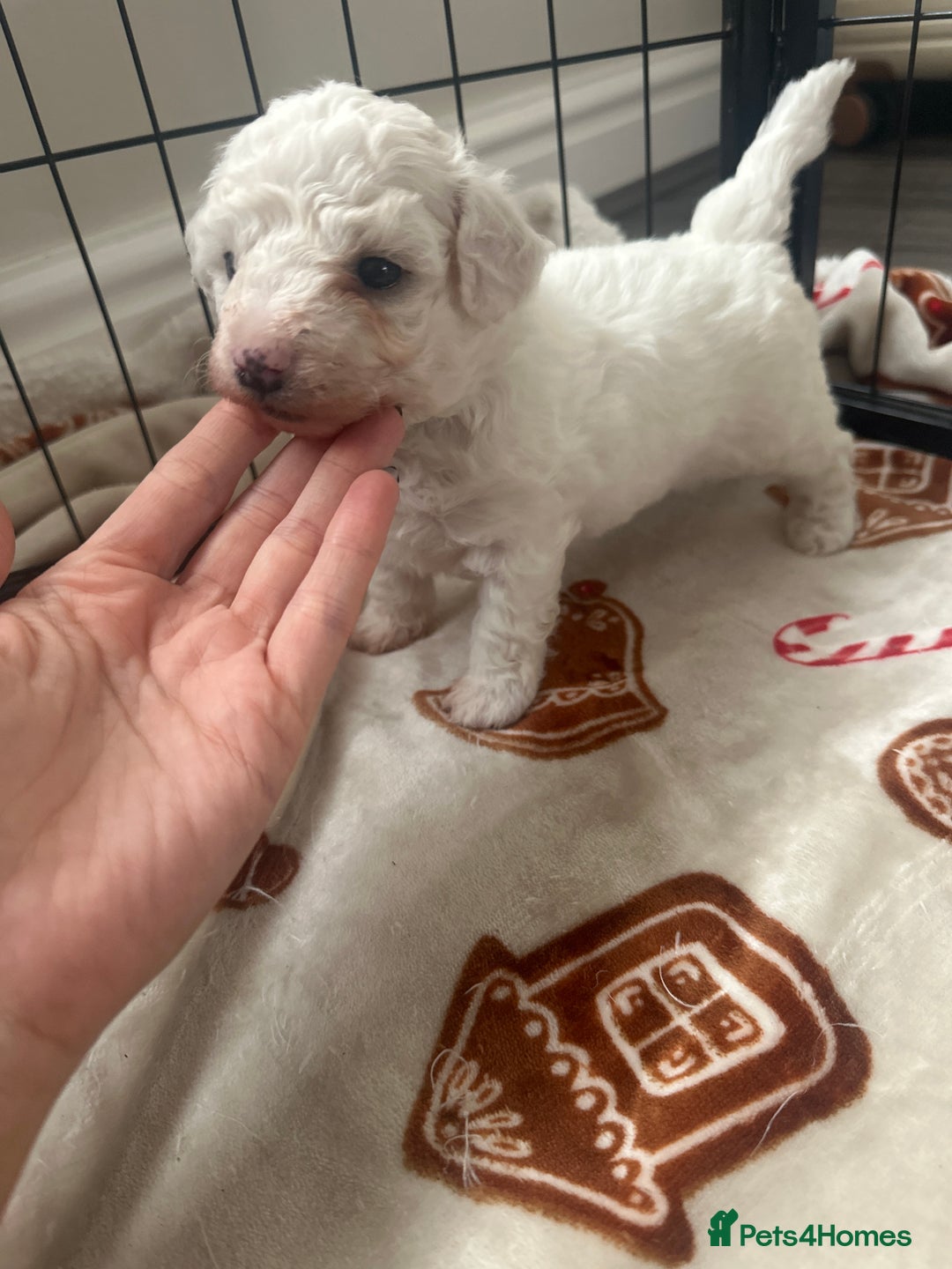 Bichon Frise dogs for sale: Bichon Frise puppies   - Image 12