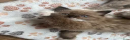 Ragdoll cats for sale: Mink & Sepia Cherubim Ragdolls TICA Pedigree  - Advert 12