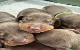 Miniature Dachshund dogs for sale: Miniature dachshund puppies  - Image 20